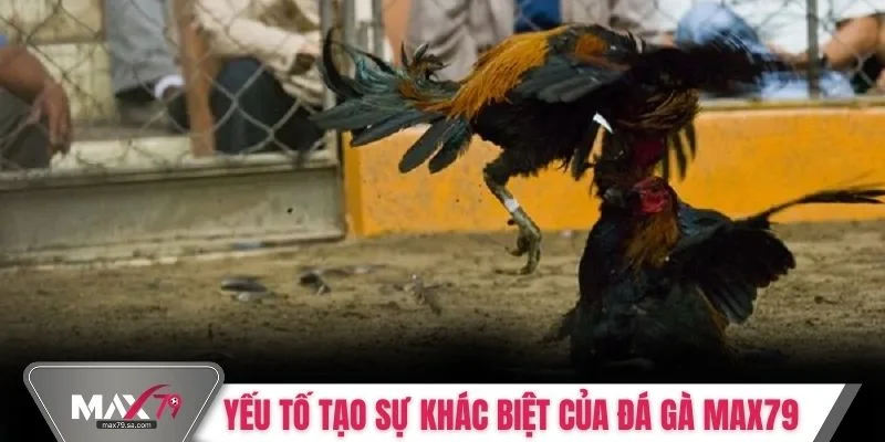 Yếu tố tạo nên sự khác biệt của đá gà Max79